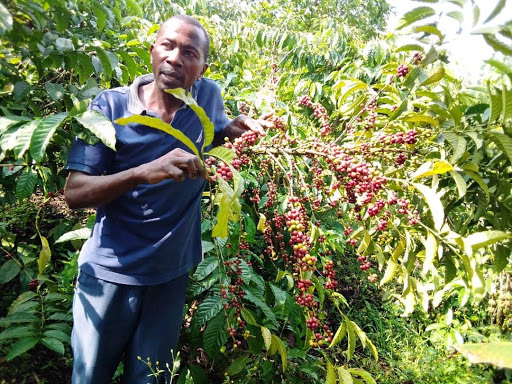 Julius Mbabazi, a Lead Farmer with NAI, stands next to his ripe coffee tree. Through his involvement with NAI, Julius has noticed marked improvements on his farm and looks forward to w